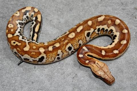 Baby Matrix Blood Pythons