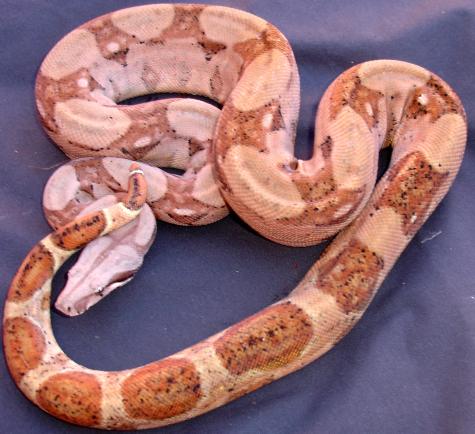 Medium Hypo Colombian Boas