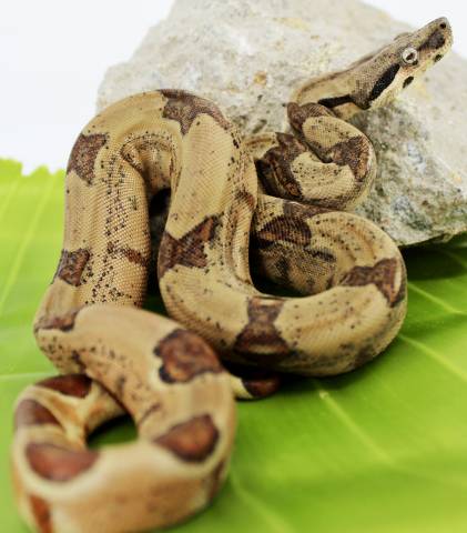 Baby Hypo Colombian Boas