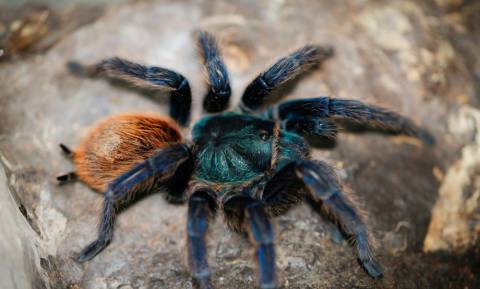 Greenbottle Blue Tarantulas Medium