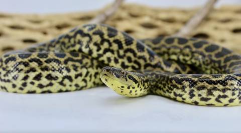Baby Yellow Anacondas