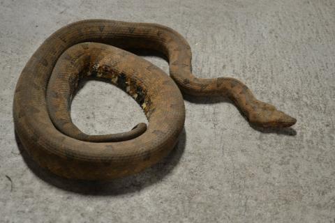 Large Halmahera Ground Boas