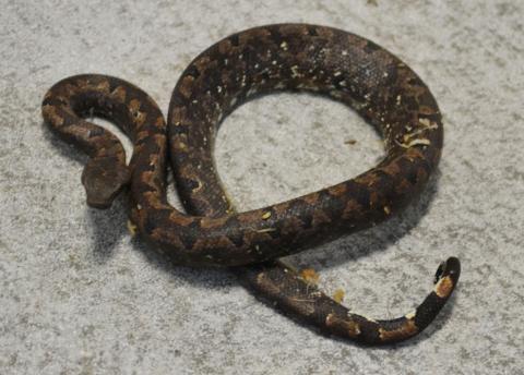 Small Halmahera Ground Boas
