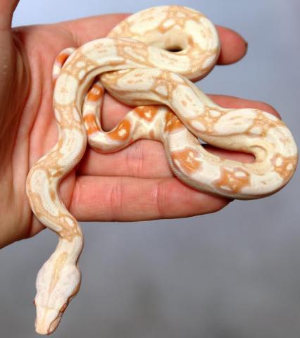 Baby Sharp Albino Colombian Boas