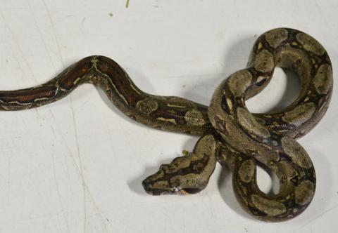 Baby Sonoran Boas Het Leopard