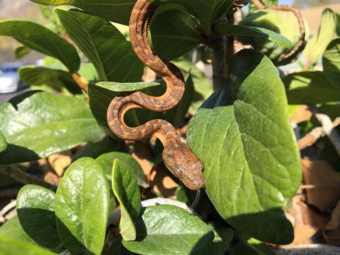 Baby Dominican Red Mountain Boas