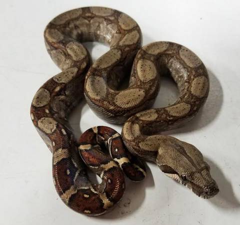 Baby Nicaraguan Boas
