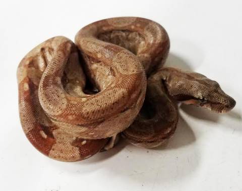 Baby T+ Albino Central American Boas