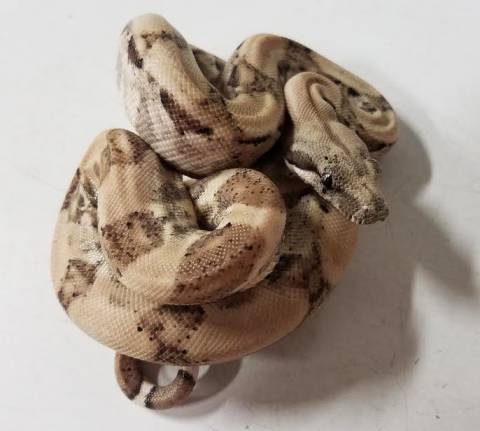 Baby Snow Nicaraguan Boas