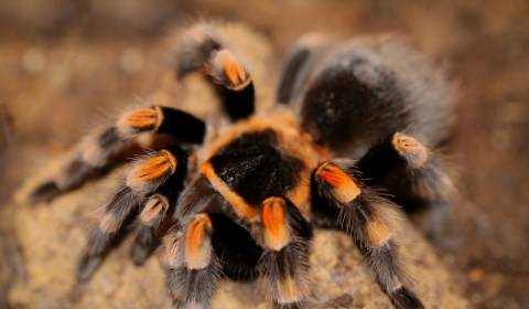 Mexican Red Knee Tarantulas Medium