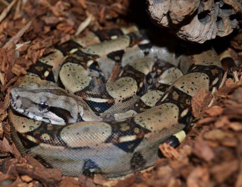 Small Kubsch Pastel Boas