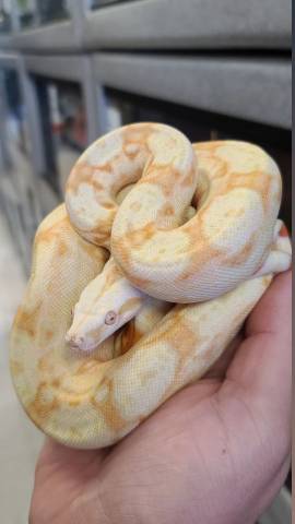 Small Sharp Albino Colombian Boas