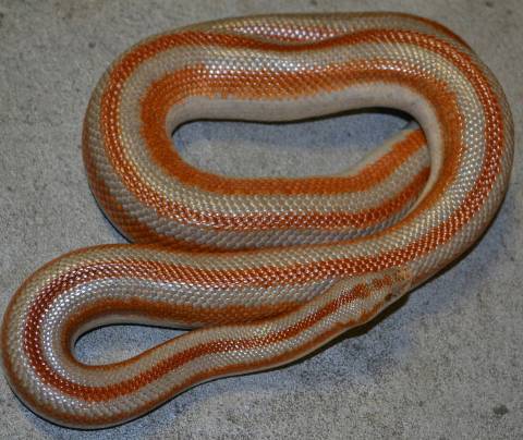 Adult Mid Baja Rosy Boas