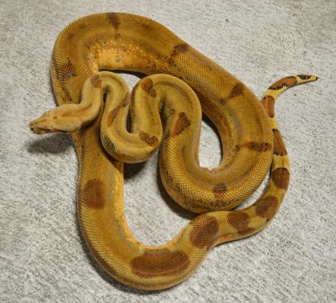 Adult Super Salmon Boas