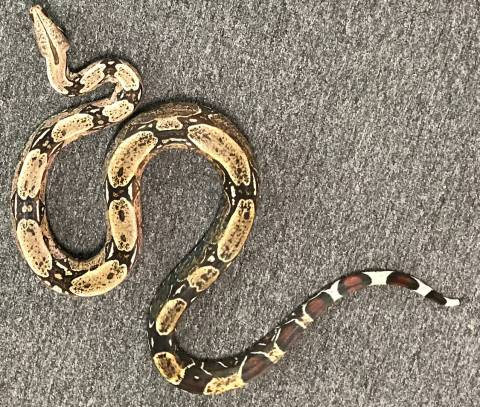 Sub Adult Brazilian Red Tailed Boas