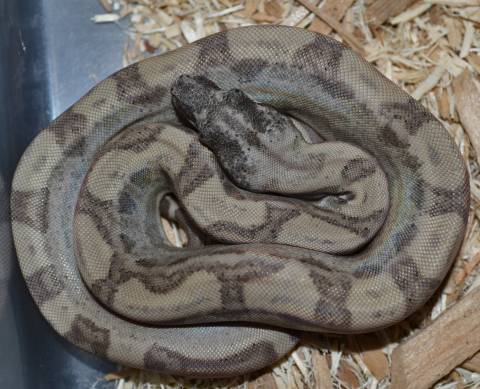 Baby Ghost Motley Colombian Boas