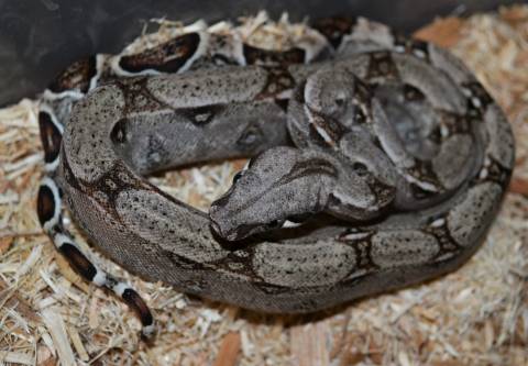 Baby Colombian Boas Het for Blood