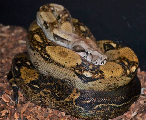 Large Central American Boas