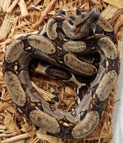 Baby Costa Rican Boas