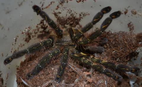 Red Slate Ornamental Tarantulas Medium