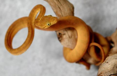 Baby Colored Amazon Tree Boas