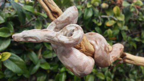 Baby Hog Island Boas