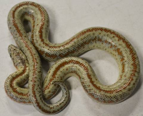 Baby Pioneer Towne Rosy Boas