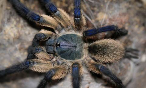 Socotra Island Blue Baboon Spiderlings
