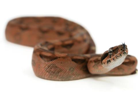 Baby Aztec Colombian Boas