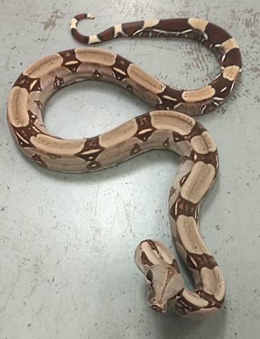 Medium Suriname Red Tailed Boas