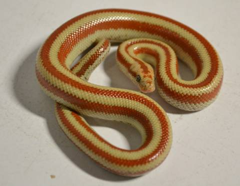 Baby Bay of LA Rosy Boas