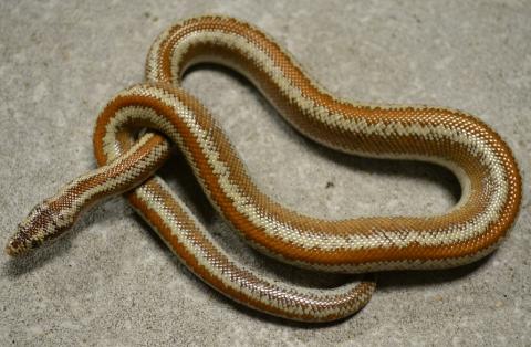 Baby Dome Rock Rosy Boas