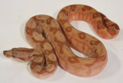 Baby T Positive Albino Central American Boas