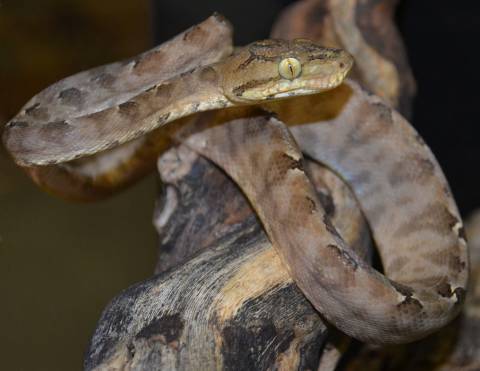 Small Grey Amazon Tree Boas