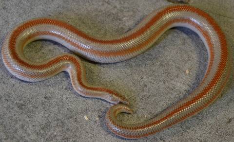 Sub Adult San Felipe Rosy Boas