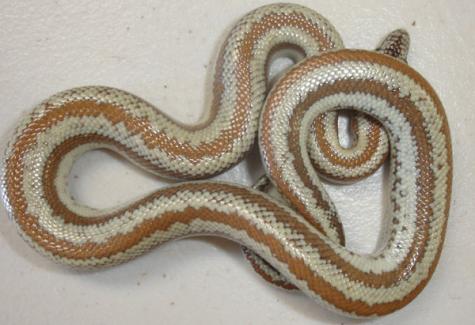 Small Whitewater Rosy Boas