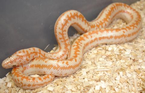 Small Albino Whitewater Rosy Boas