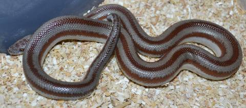 Medium Bay of LA Rosy Boas