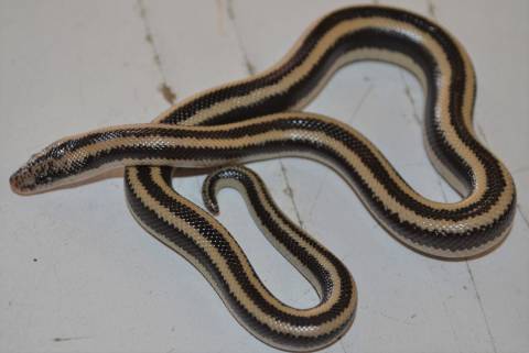 Baby San Marcos Island Rosy Boas