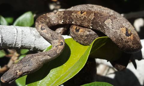 Indonesian Tree Boas