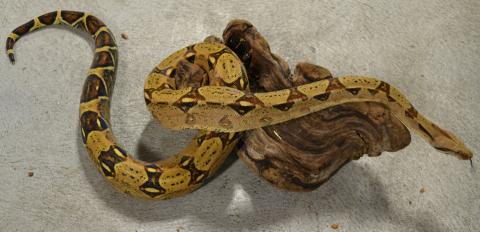 Sub Adult Colombian Boas
