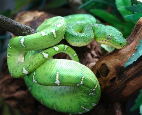 Small Emerald Tree Boas