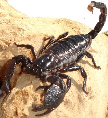 Emperor Scorpions (TRUE)