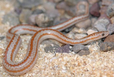 Baby Whitewater Rosy Boas