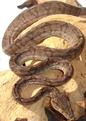 Sub Adult Grey Amazon Tree Boas