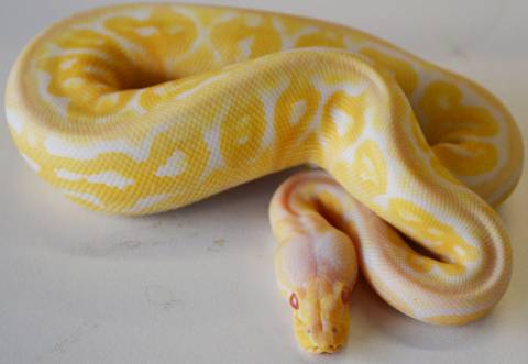 Baby Albino Pewter Ball Pythons