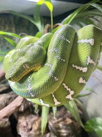 Sub Adult Emerald Tree Boas