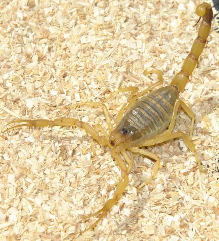 Deathstalker Scorpions