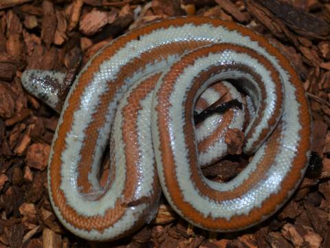 Baby North Morongo Valley Rosy Boas
