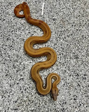 Medium Hypo Hog Island Boas